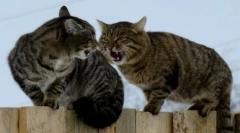 Мълчание kittens: какво да направите, ако гласът изчезне на котката
